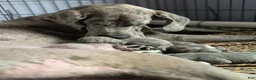 Great Dane dogs for sale: Bessy-female - Ad 4