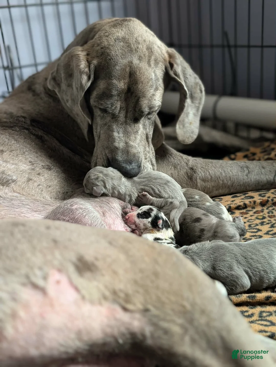 Great Dane dogs for sale: Bessy-female - Ad 4