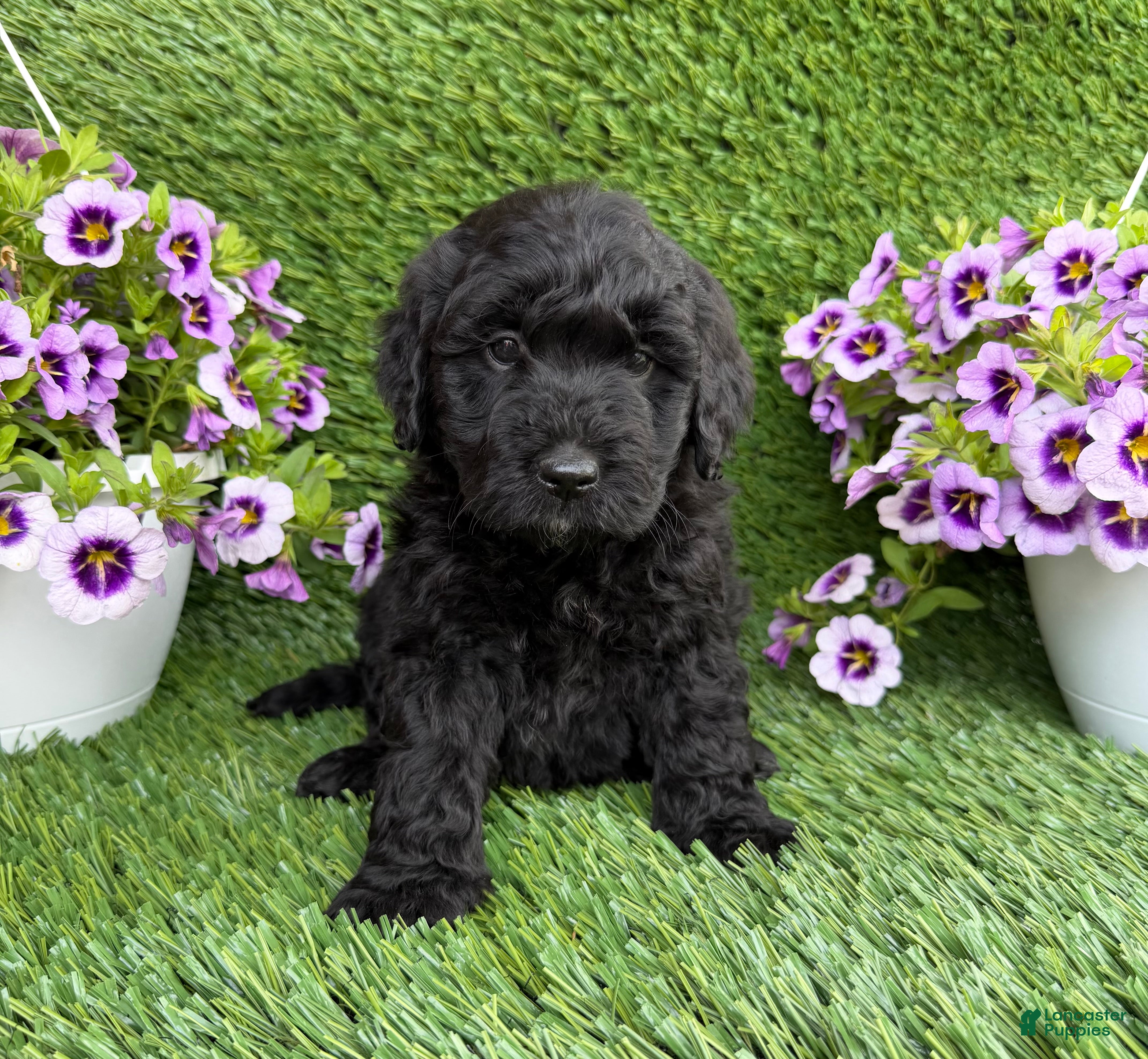 Mini Goldendoodle dogs Arlo - Ad 2