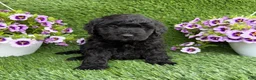 Mini Goldendoodle dogs for sale: Arlo - Ad 2