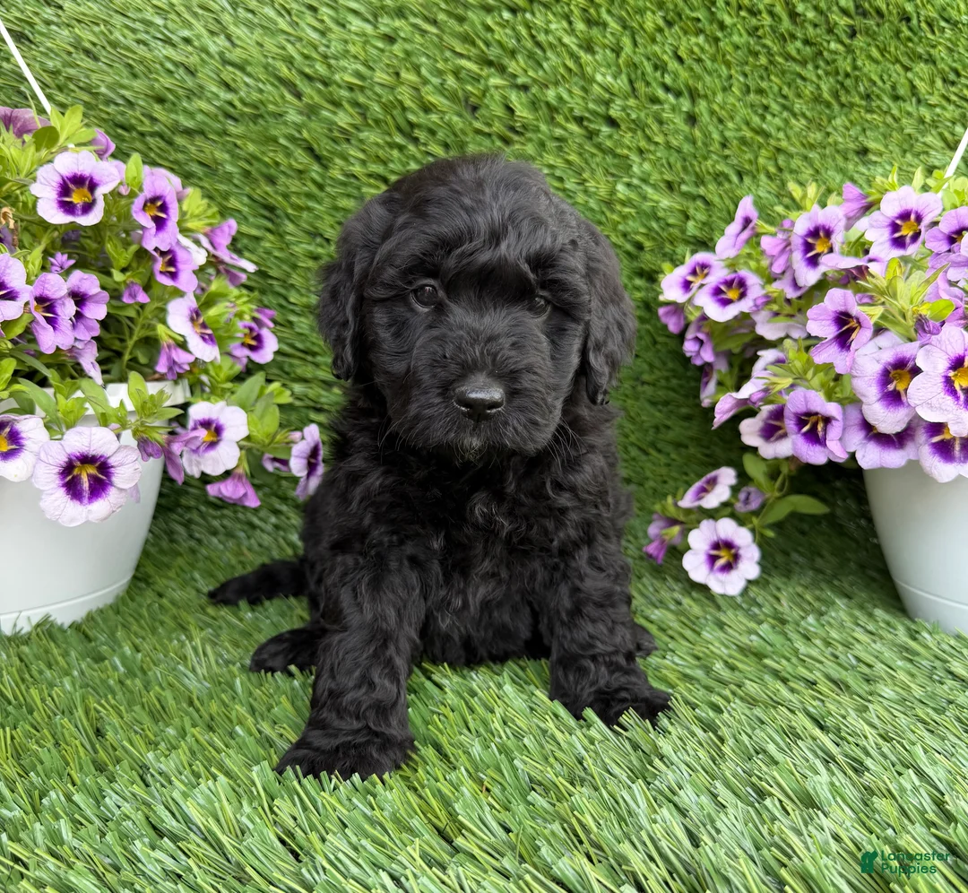 Mini Goldendoodle dogs for sale: Arlo - Ad 2
