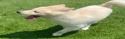 Alaskan Klee Kai dogs for sale: Lady Alona (Lady) - Ad 5