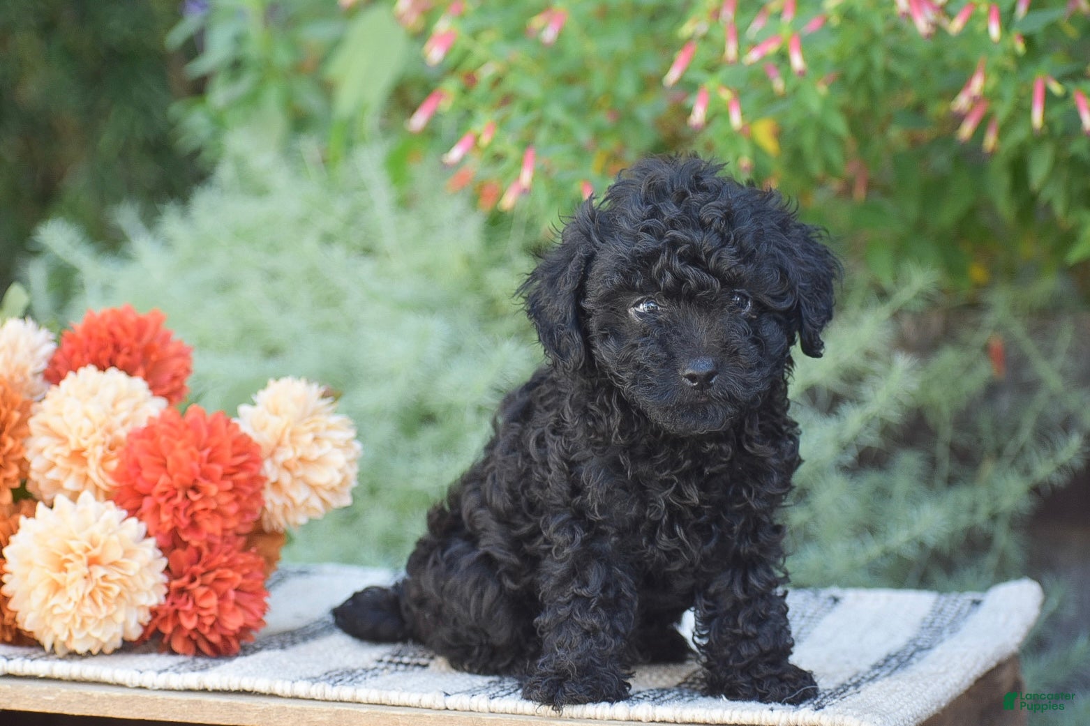 Toy Poodle dogs Bear - Ad 1