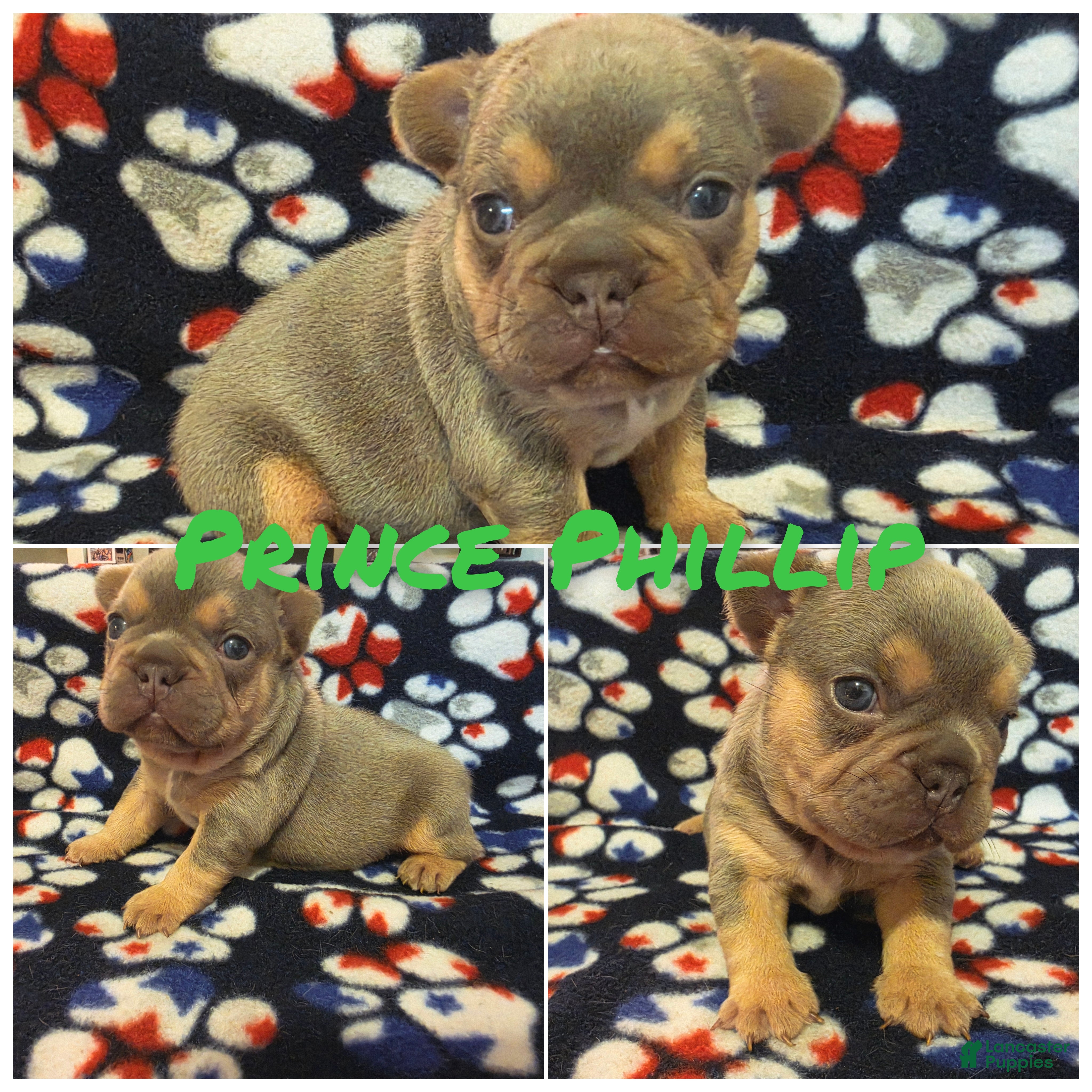 French Bulldog dogs Prince Phillip - Ad 2