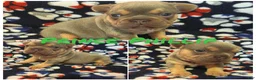 French Bulldog dogs for sale: Prince Phillip - Ad 2