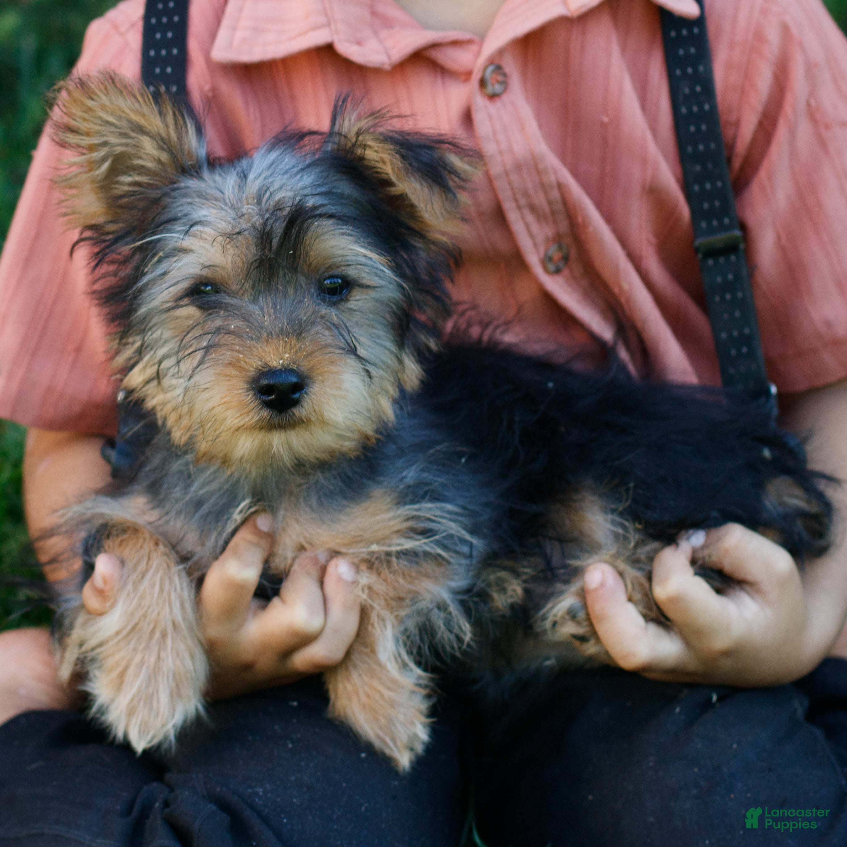 Yorkshire Terrier dogs for sale: Mars  - Ad 1