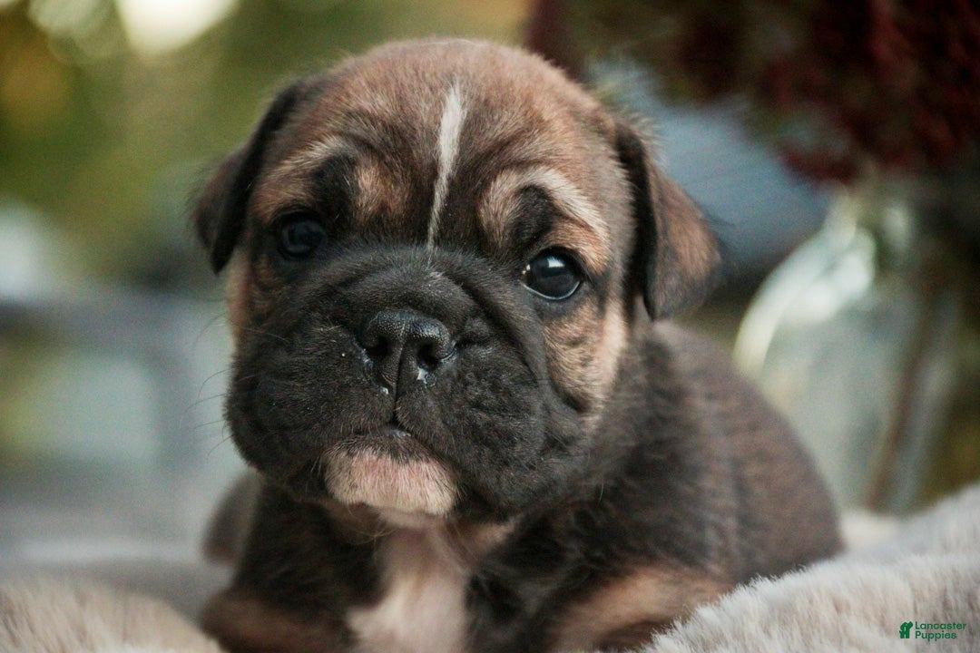 English Bulldog dogs for sale: Winnie English Bulldog  - Ad 1