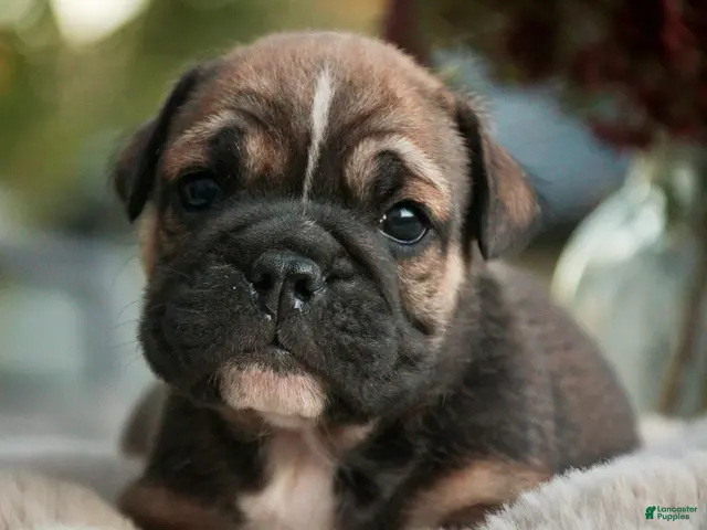 English Bulldog dogs for sale: Winnie English Bulldog - Ad 1