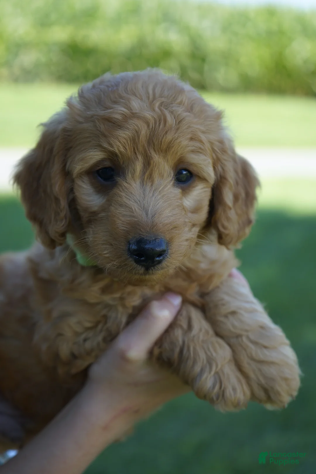 Mini Goldendoodle dogs for sale: Charlie-F1b - Ad 2