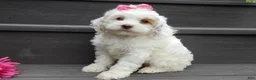 Cockapoo dogs for sale: Summer - Ad 3