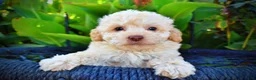 Havapoo dogs for sale: Luigi-Sale!!! - Ad 2