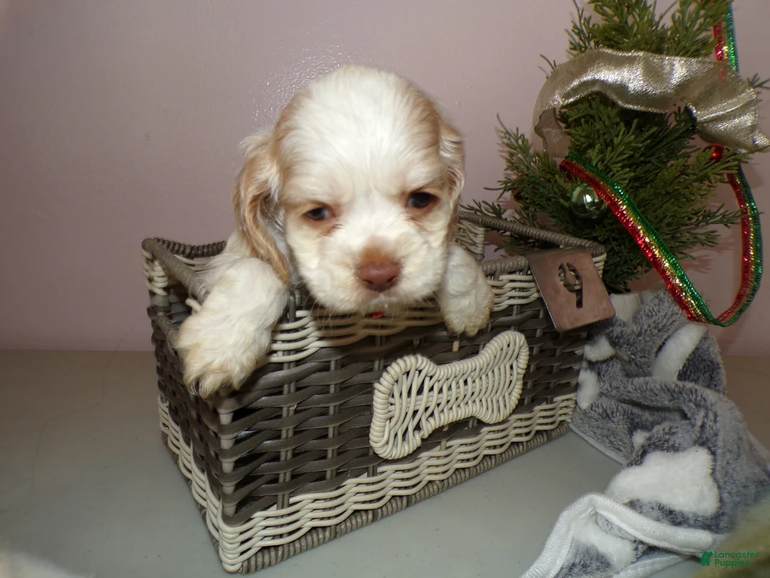 Cocker Spaniel dogs for sale: Cocker Spaniel Puppy 2 Max - Ad 3