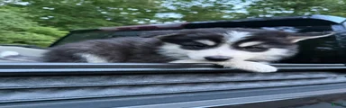 Pomsky Puppy 4