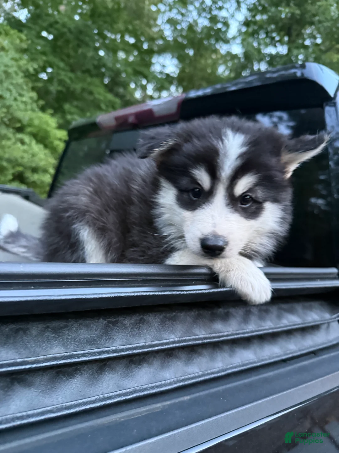 Pomsky dogs for sale: Pomsky Puppy 4 - Ad 1