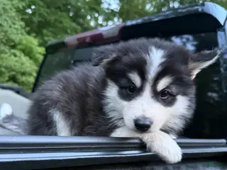 Pomsky dogs Pomsky Puppy 4 - Ad 15