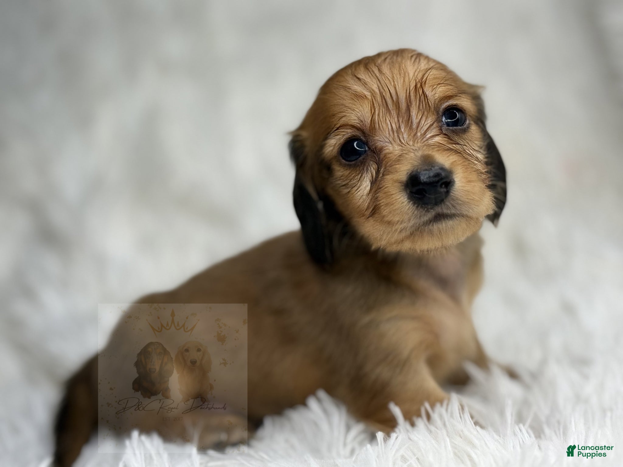Miniature Dachshund dogs for sale: Sonny - Ad 1