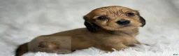 Miniature Dachshund dogs for sale: Sonny - Ad 1