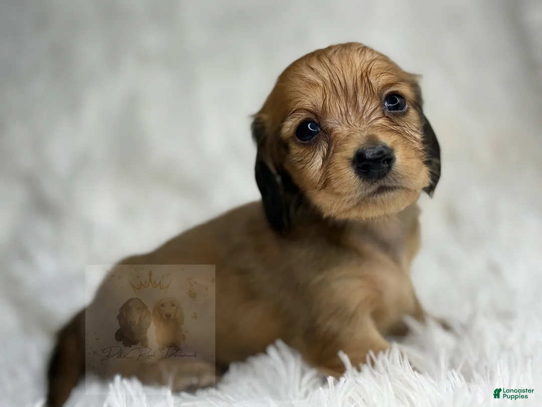 Miniature Dachshund dogs for sale: Sonny - Ad 1