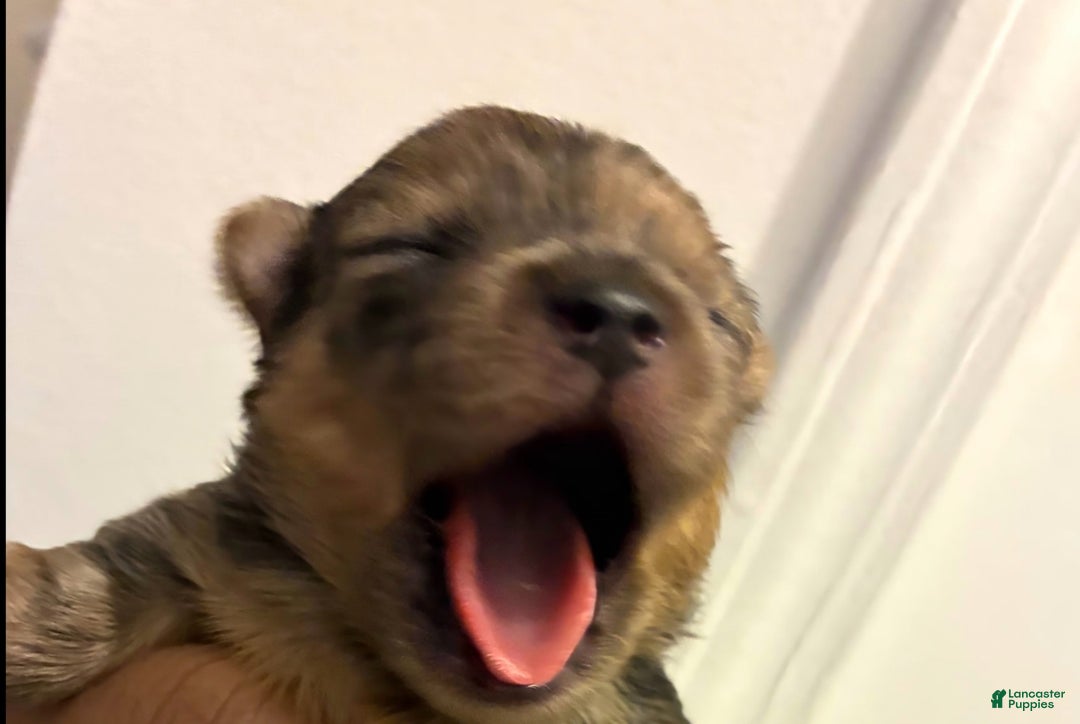 Mixed Breed dogs for sale: Bubbles  - Ad 3