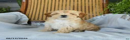 Maltipoo dogs for sale: Jackson - Ad 2