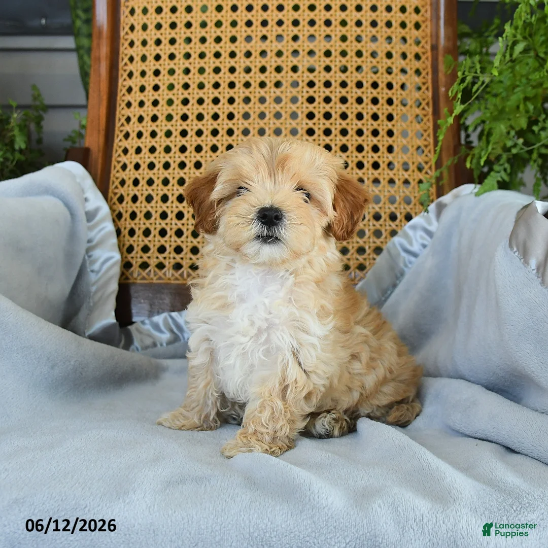 Maltipoo dogs for sale: Jackson - Ad 2