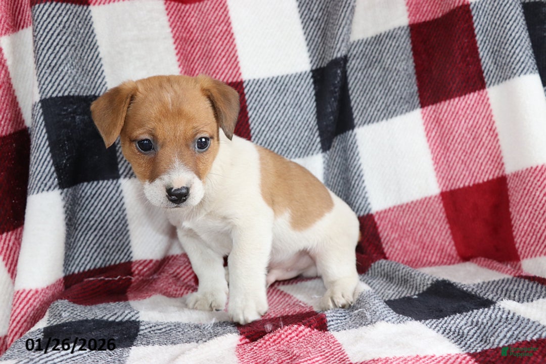 Jack Russell Terrier dogs for sale: Rusty - Ad 4