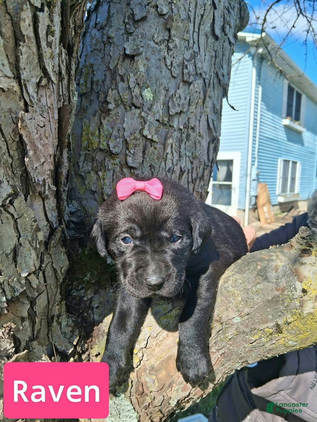 Labrador Retriever dogs for sale: Raven - Ad 1