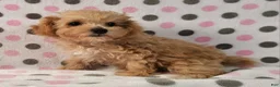 Yorkiepoo dogs for sale: Honey Latte - Ad 3