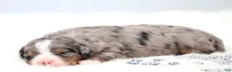 Mini Bernedoodle dogs for sale: Fern  - Ad 3