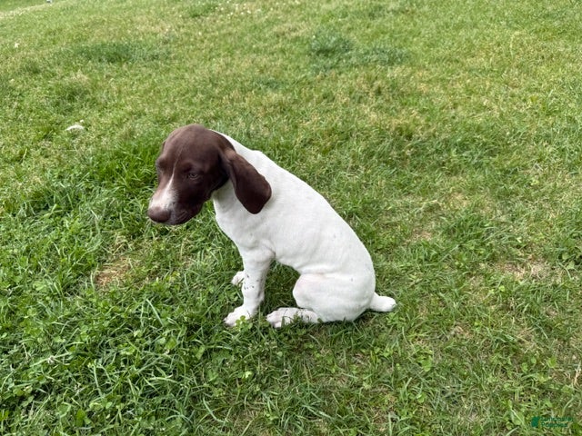 German Shorthaired Pointer dogs Megan - Ad 2
