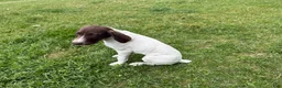 German Shorthaired Pointer dogs for sale: Megan - Ad 2
