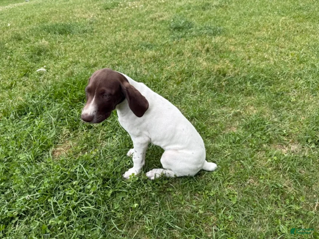 German Shorthaired Pointer dogs for sale: Megan - Ad 2