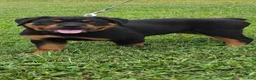 Rottweiler dogs for sale: Rottweiler 4 - Ad 4