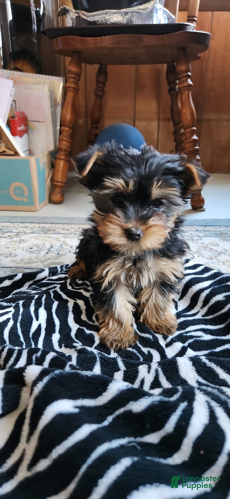 Yorkshire Terrier dogs Edwin - Ad 1