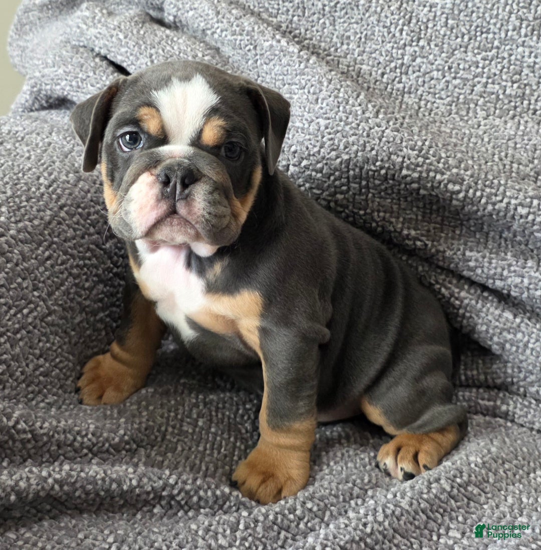 English Bulldog dogs for sale: AKC Haley - Ad 5