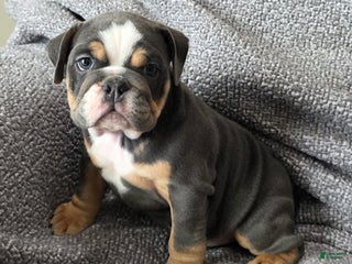 English Bulldog dogs for sale: AKC Haley - Ad 2
