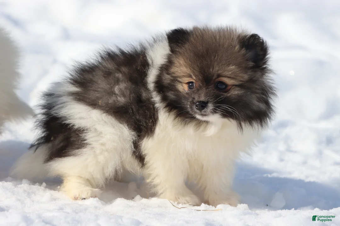 Pomeranian dogs for sale: Sable  - Ad 2