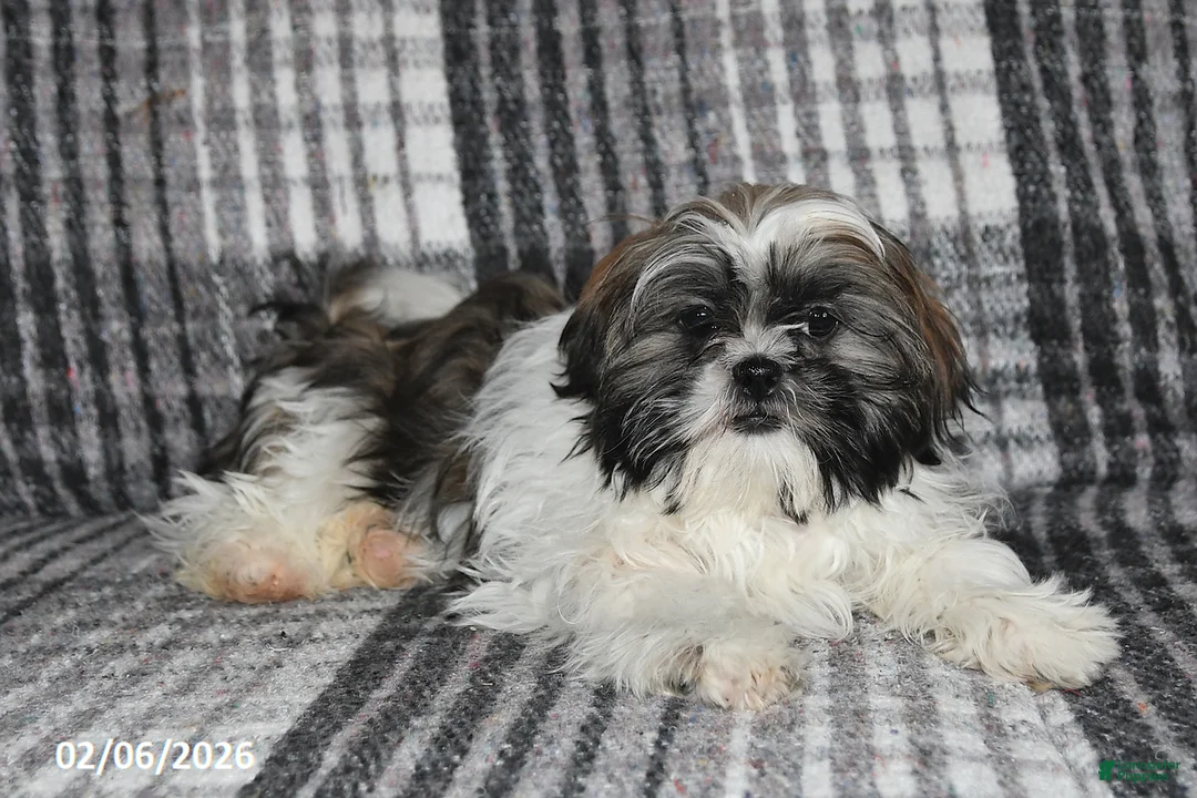 Shih Tzu dogs for sale: Kyle - Ad 3