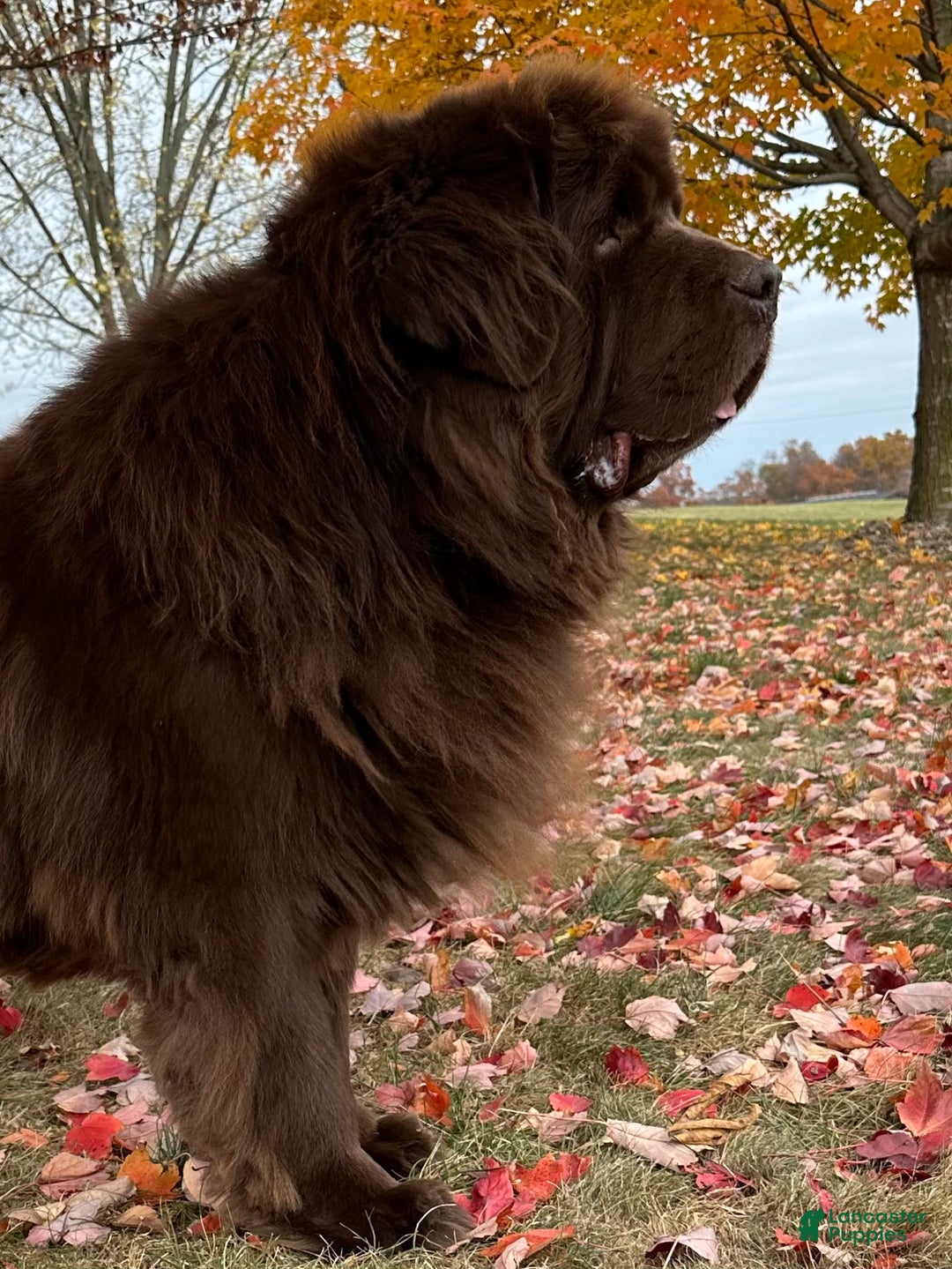 Newfoundland dogs for sale: OFA,AKC,CH, “Raine”  - Ad 10
