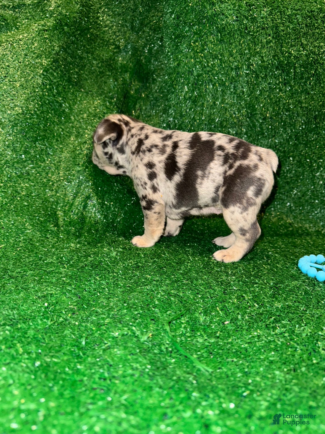 French Bulldog dogs for sale: French Bulldog Puppy 2 - Ad 6