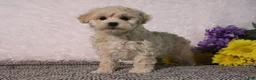 Maltipoo dogs for sale: Princess - Ad 5