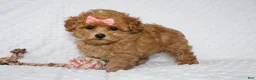 Toy Poodle dogs for sale: Jacy - Ad 3