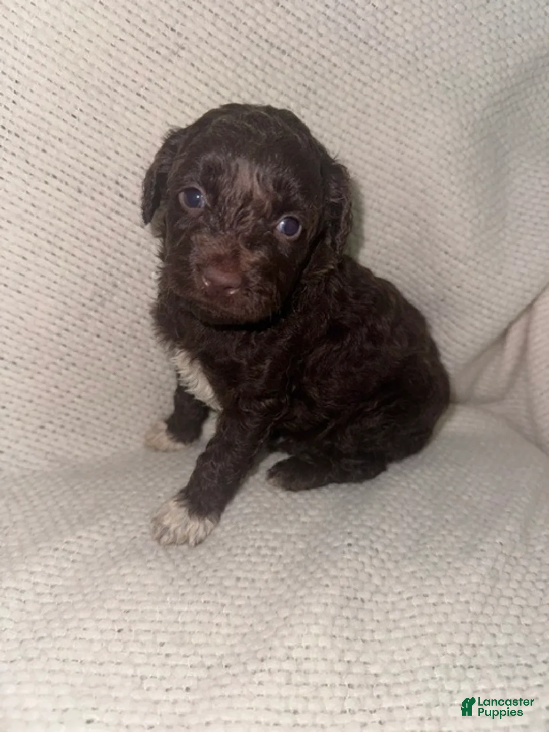 Mini Aussiedoodle dogs for sale: Mini Aussiedoodle Puppy 3 - Ad 2