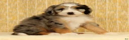 Mini Bernedoodle dogs for sale: Ollie - Ad 6