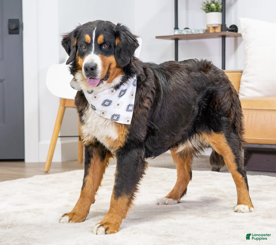 Mini Bernedoodle dogs for sale: Banjo - Ad 2