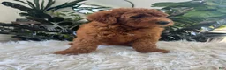 Mini Goldendoodle dogs for sale: Ava - Ad 5