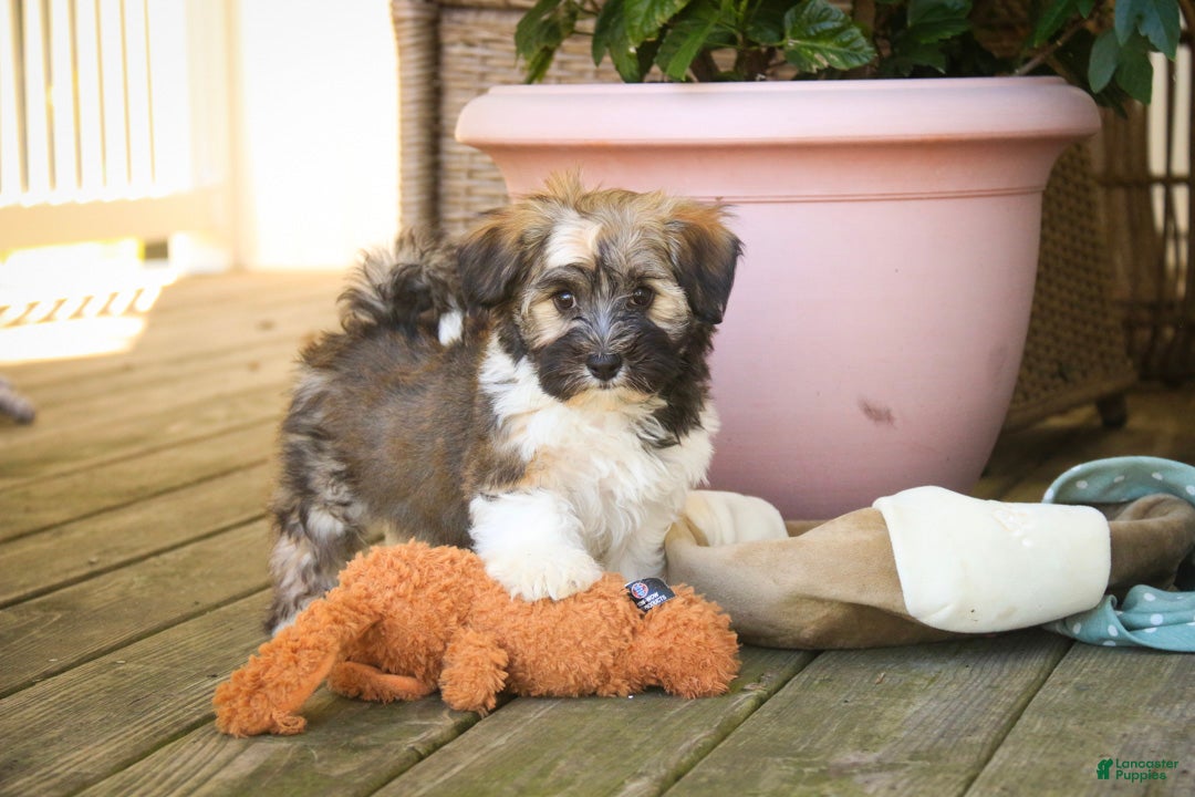 Havanese dogs Atlas Havanese  - Ad 2