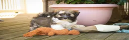 Havanese dogs for sale: Atlas Havanese  - Ad 2