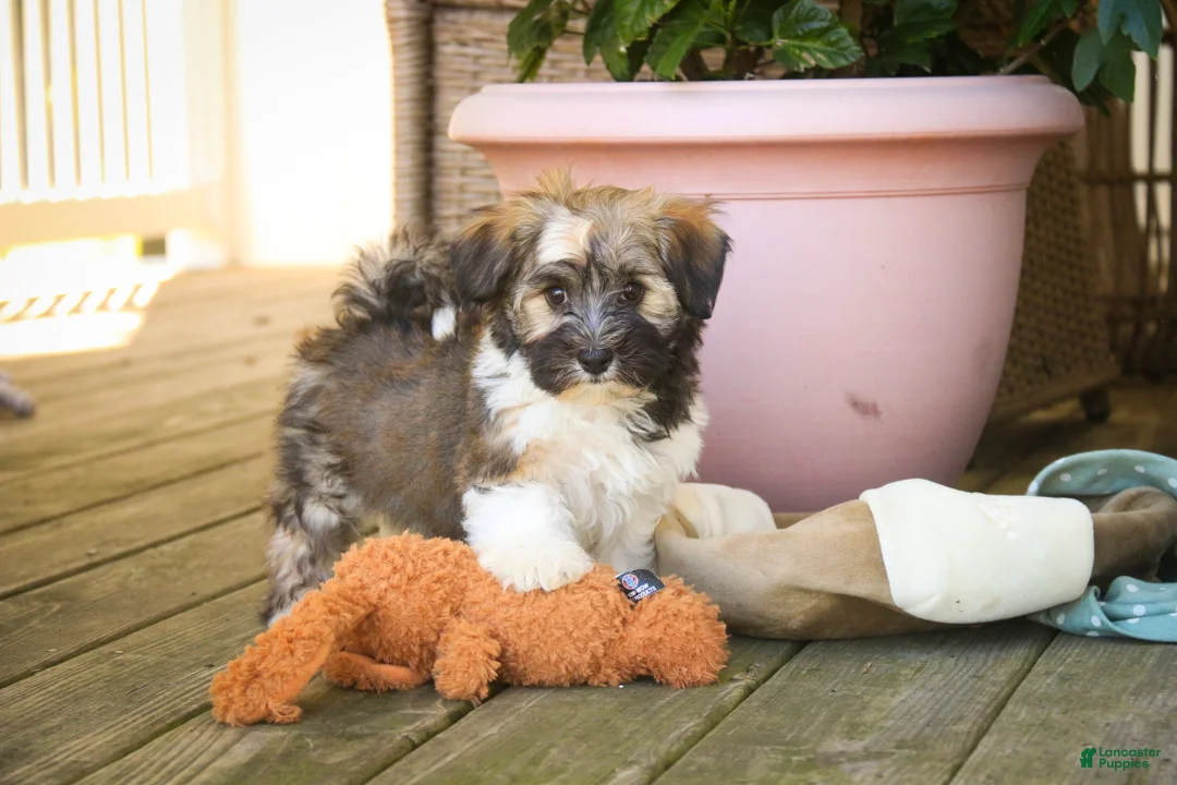 Havanese dogs for sale: Atlas Havanese  - Ad 2