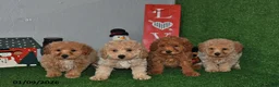 Bichpoo dogs for sale: Smoky - Ad 3